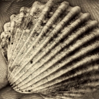 Quali fossili urbani racconteranno la nostra epoca?