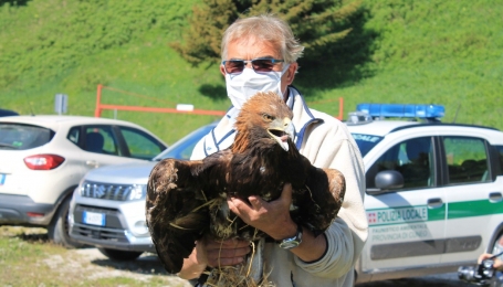 L'aquila pochi attimi prima della liberazione in braccio a Albino Arlotto, Sindaco di Valgrana - Foto p.g.c. del CRAS di Bernezzo