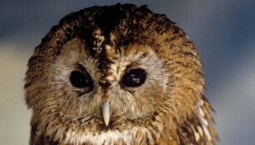 Esemplare di allocco (foto Campora/Galasso | arc. CeDrap)