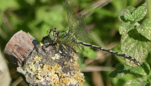 Ophiogomphus cecilia, una delle due specie trovate nelle AAPP del Po piemontese - Foto N. Scatassi.