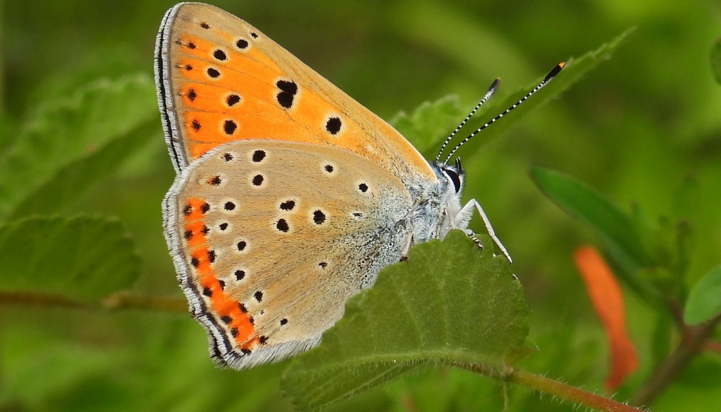 Lycaena alciphron  