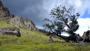 Esemplare del genere Nothofagus a El Chalten, Argentina