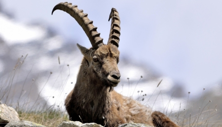 Dal Mediterraneo alle Alpi, la conservazione dello stambecco