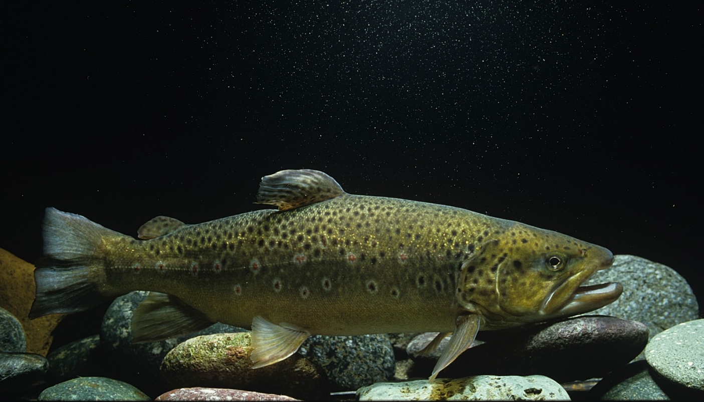  Foto Campora/Calegari (arc CeDrap)