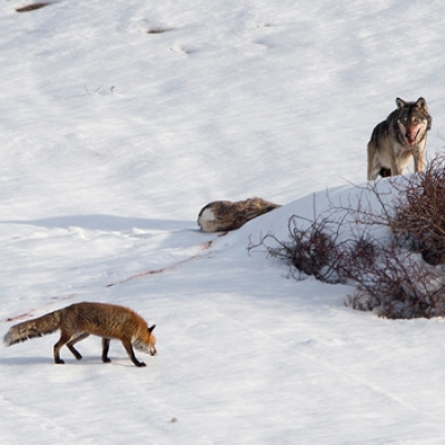Lupo maschio, capriolo e volpe