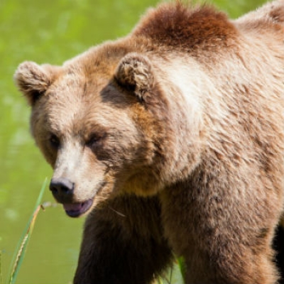 Il bracconaggio in Piemonte e in Italia