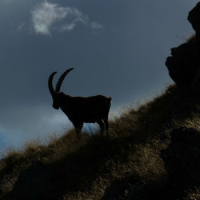 Stambecco in controluce foto E. Buioni