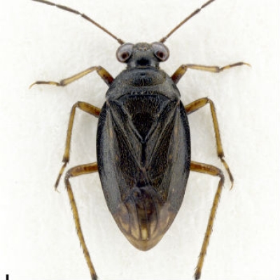 Marittime, scoperto un nuovo insetto acquatico