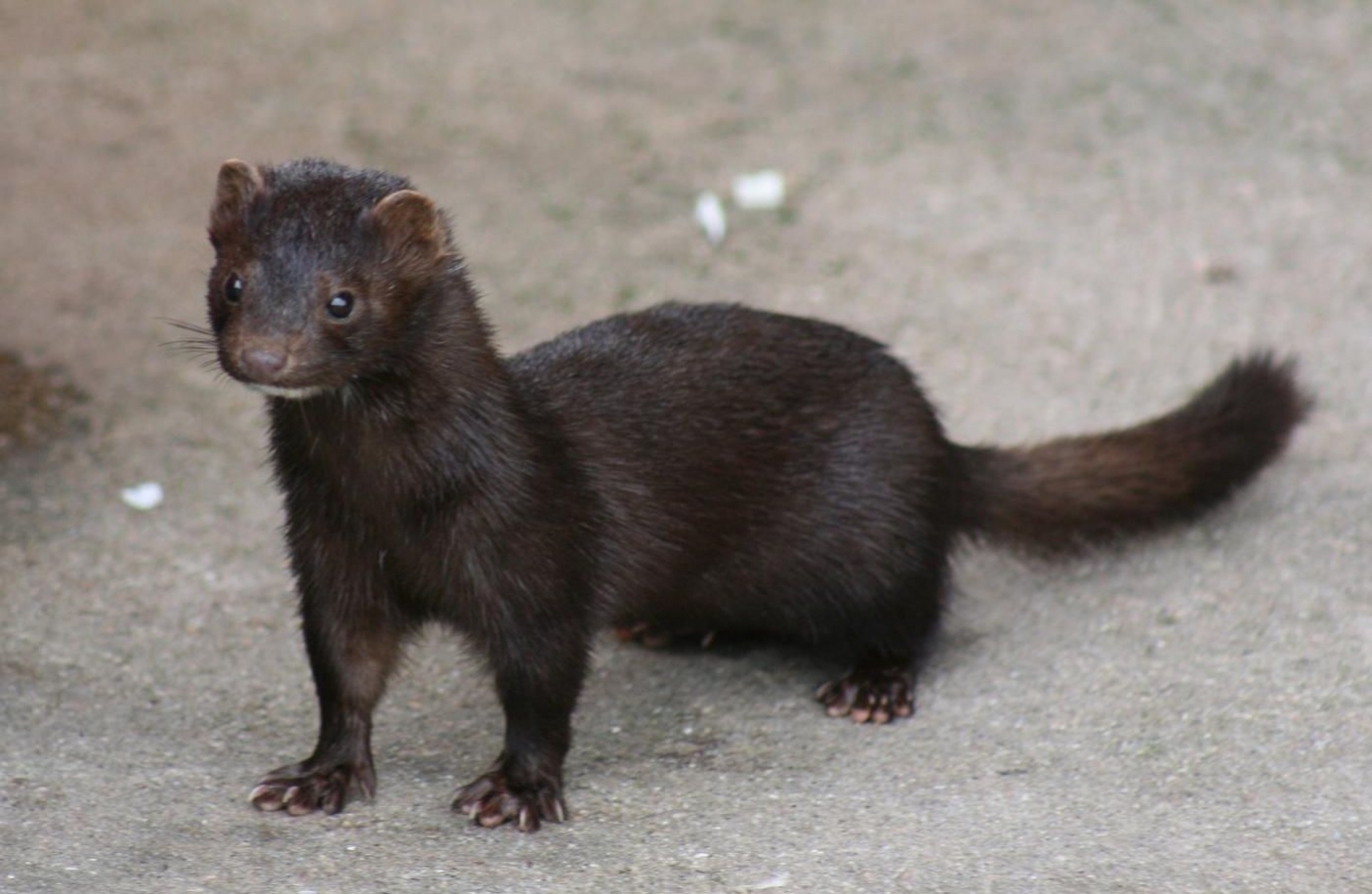 Foto di Patrick Reijnders - Opera propria, CC BY-SA 3.0 