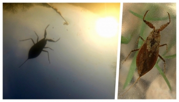  La foto sulla sinistra &egrave; di R. Pegolo; quella sulla destra CC BY-SA 3.0, https://commons.wikimedia.org/w/index.php?curid=96161