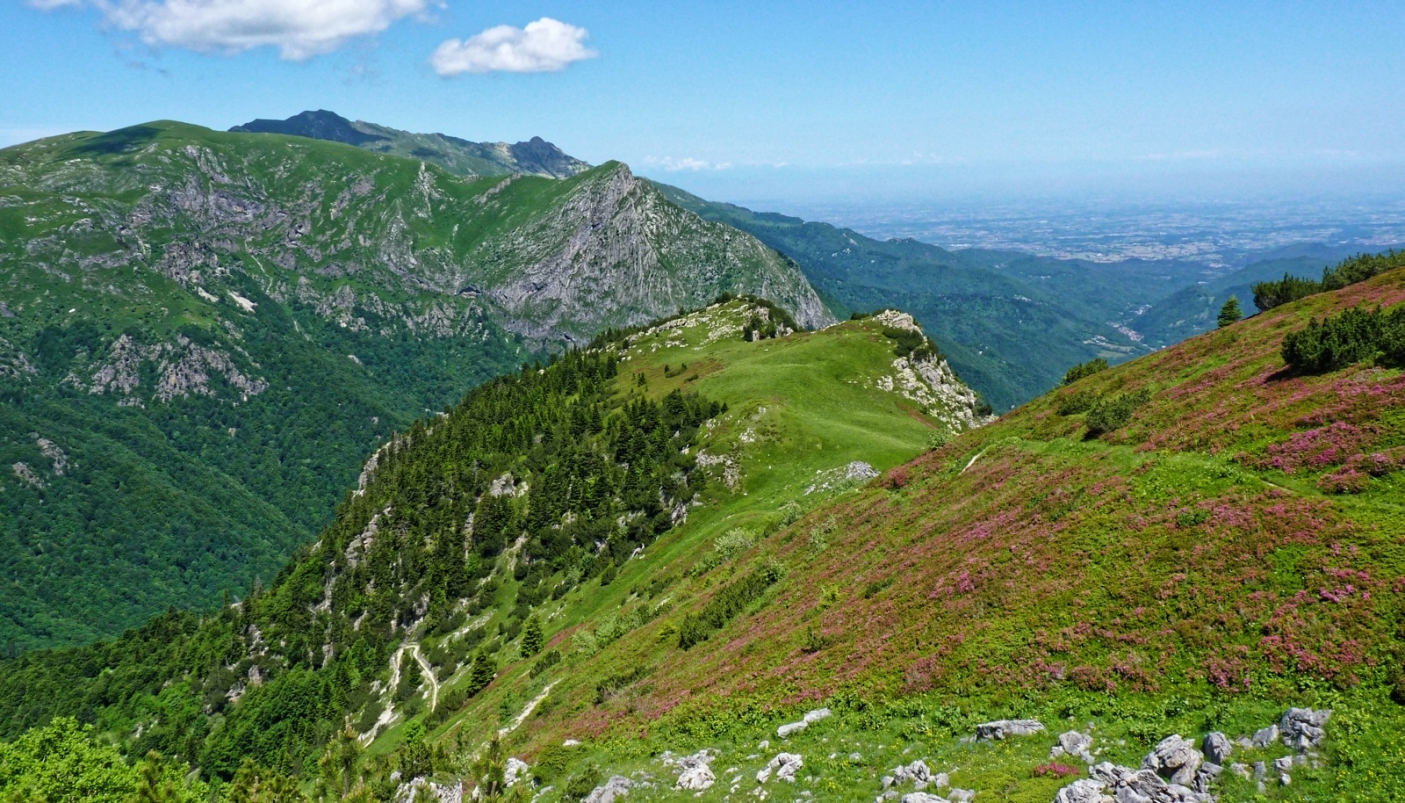 Distesa di rododendri nei pressi del colle del Prel, con lo sfondo della pianura 