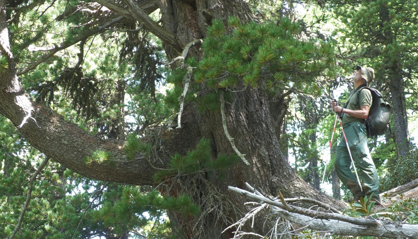 I giganti del bosco