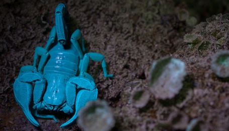 Scorpione fluorescente - Foto F. Crovetto 
