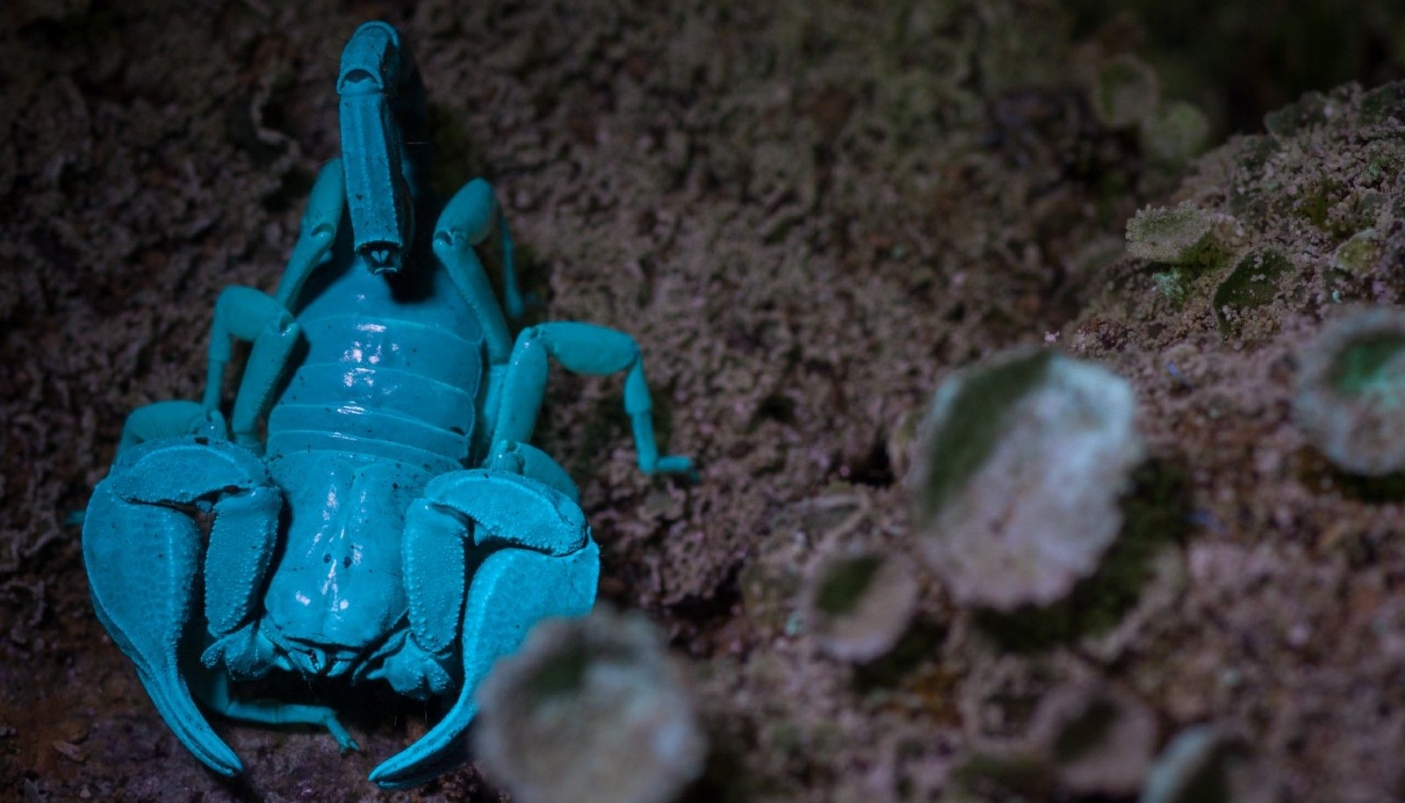 Scorpione fluorescente - Foto F. Crovetto 