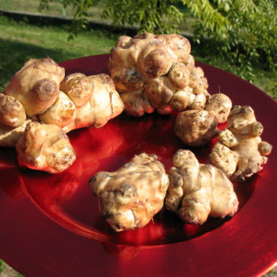 Flan di tupinab&ograve; alla tuma di Martiniana Po