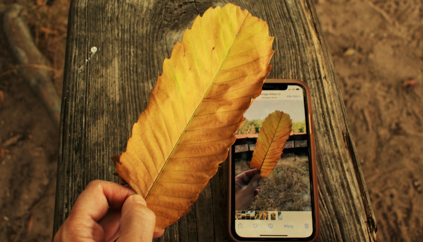 Riconoscere piante e animali? Un aiuto arriva dal nostro smartphone