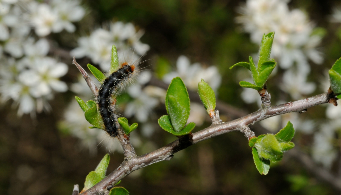Esemplare di  Eriogaster Catax, il bombice del prugnolo (Foto G. Gola)