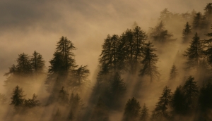 Nebbie e larici al tramonto 