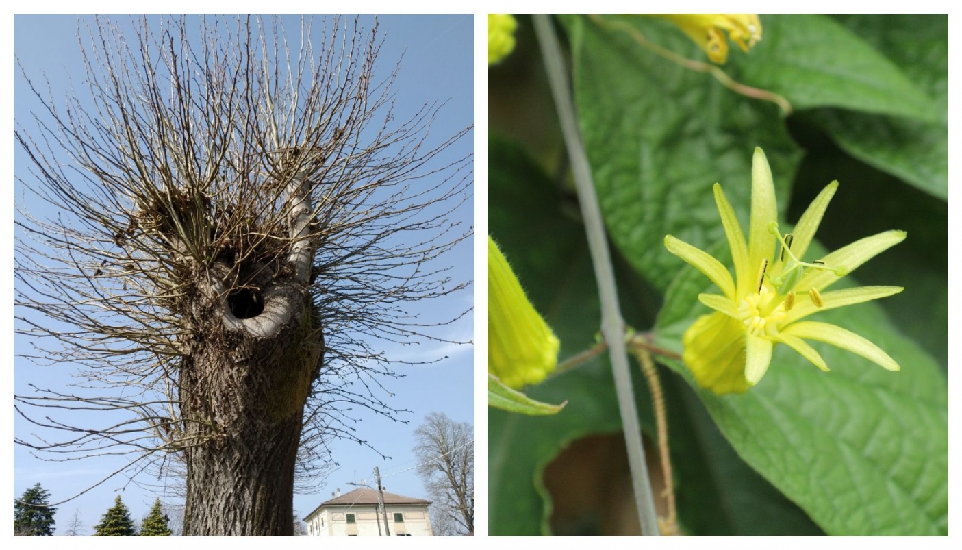 Da sx verso dx: Capitozzatura (Foto P. G. Terzuolo) - Passiflora citrina (Foto C. T. Johansson da Wikimedia Commons) 