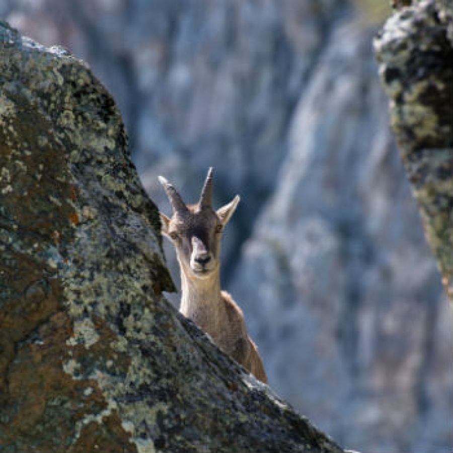 Un 'motto' per il Parco del Monviso