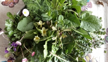 Le buone erbe | Foto S. Mecca Fenoglia 