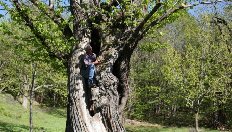 Ettore Bozzolo al lavoro nel suo castagneto  - Foto p.g.c. Sandro Bozzolo