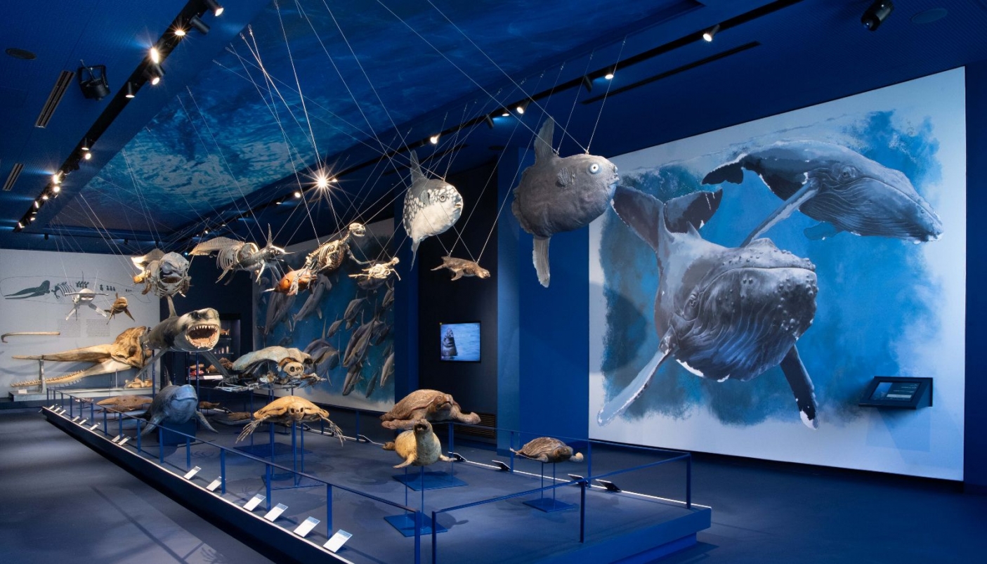 Ambienti acquatici, sala del Mare, Sezione di Zoologia - foto  F. Milanesi 