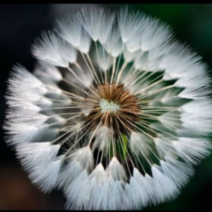 In un video l'anima verde del Piemonte