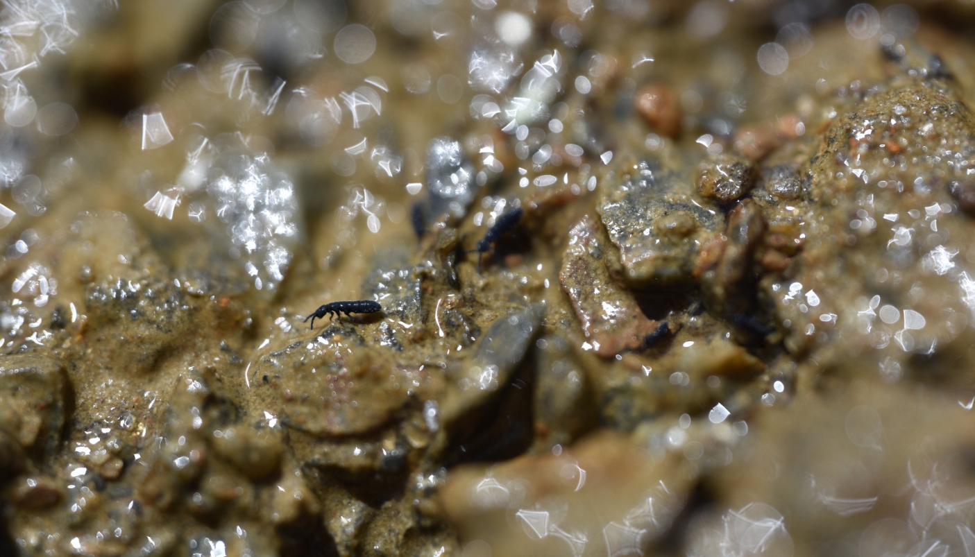 Vertagopus glacialis - Foto B. Valle