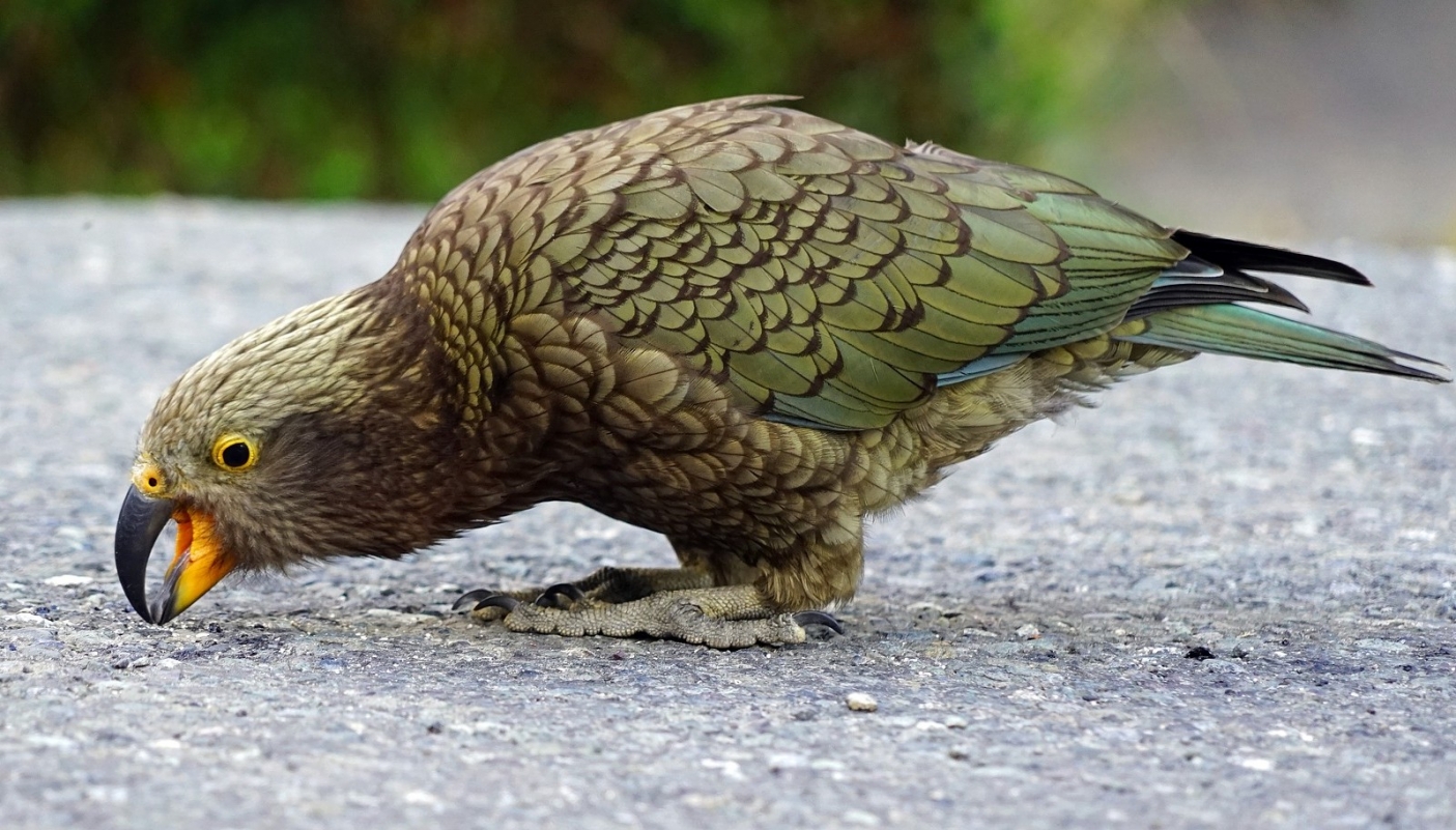 Nella foto, esemplare di pappagallo kea | Credit Pixabay