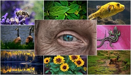 Foto Pixabay 