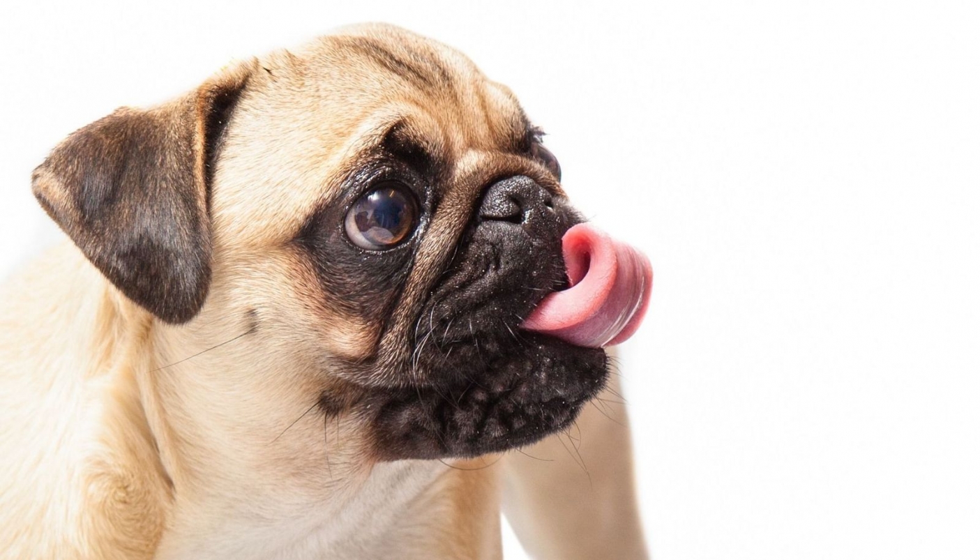 Un Carlino, razza molossoide originaria della Cina  - Foto Pixabay