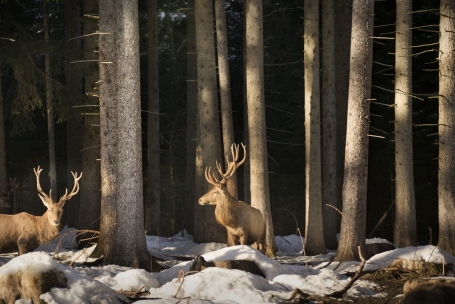 Cervi nella foresta nella Svevia Bavarese - Foto T. Gerber
