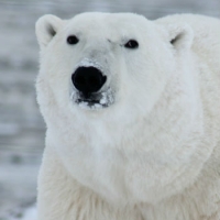 L'Europa in difesa dell'Artico