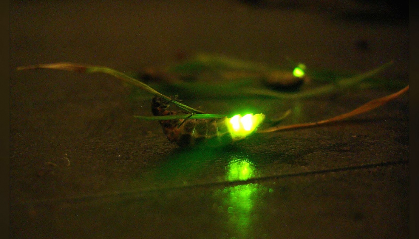 Esemplare femmina di lucciola - Foto Wikimedia Commons  