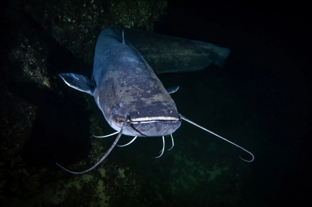 Pesce siluro |  Fonte: animalia.bio CCBY