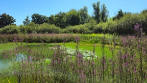 La Palude di Casalbeltrame