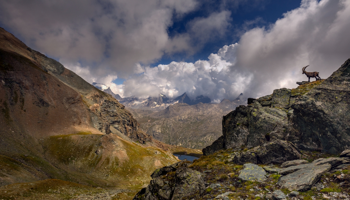 "La vedetta", nei pressi di un rivolo del Lago Agnel, lungo la strada del Colle del Nivolet | Luca Casale