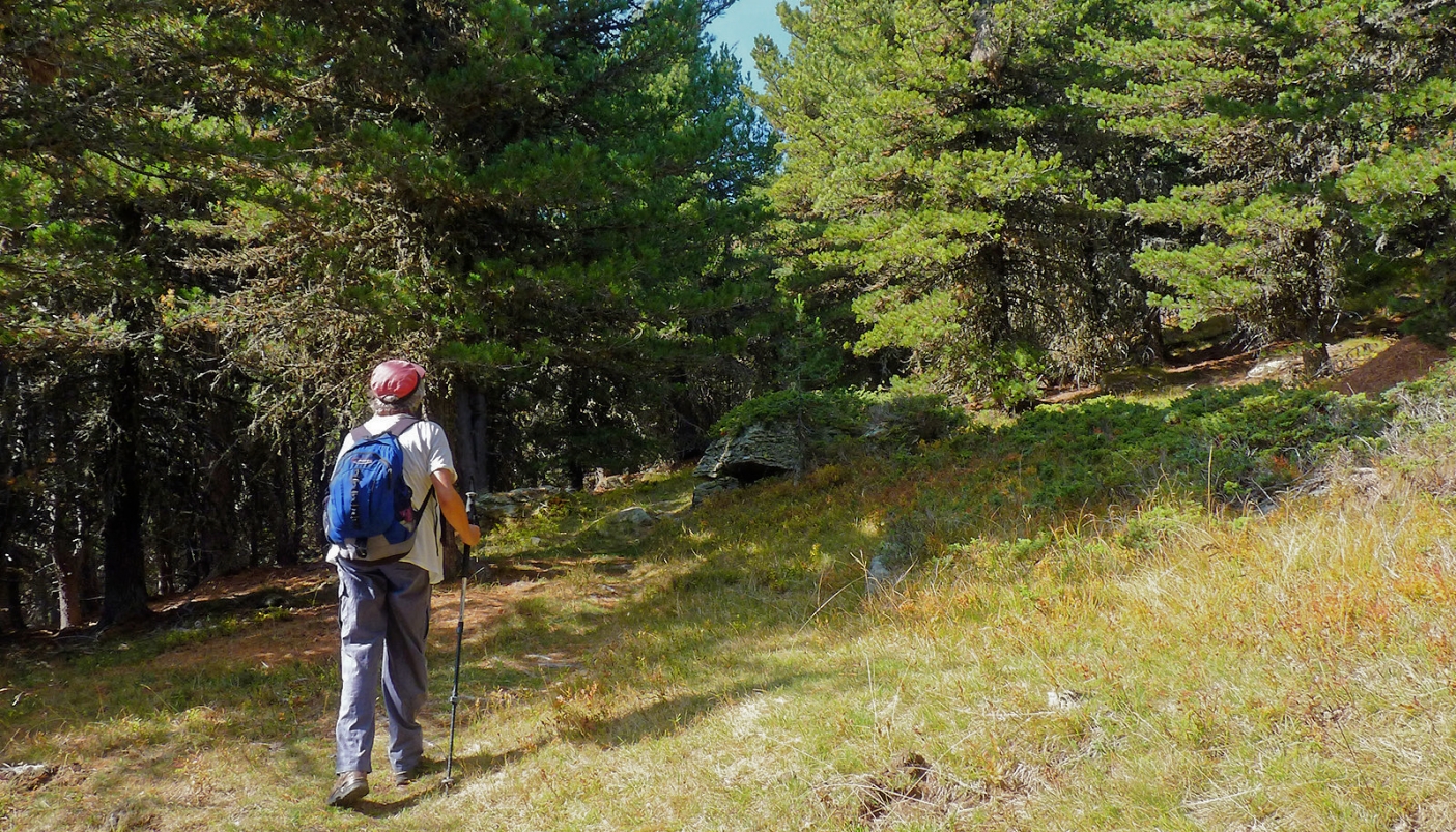 Nel fitto bosco di cembri, andando verso il Pian del Chiot 