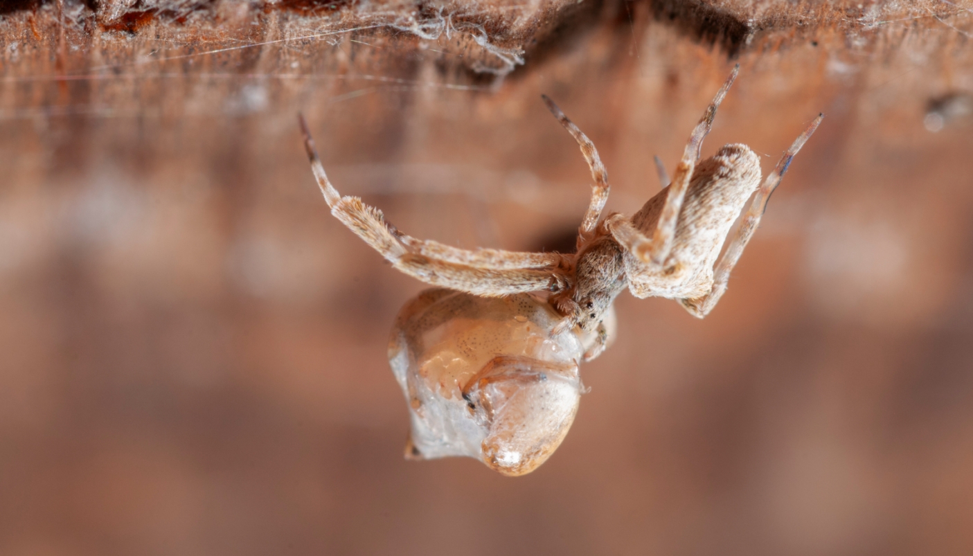 Uloboru plumipes durante la filatura della seta 