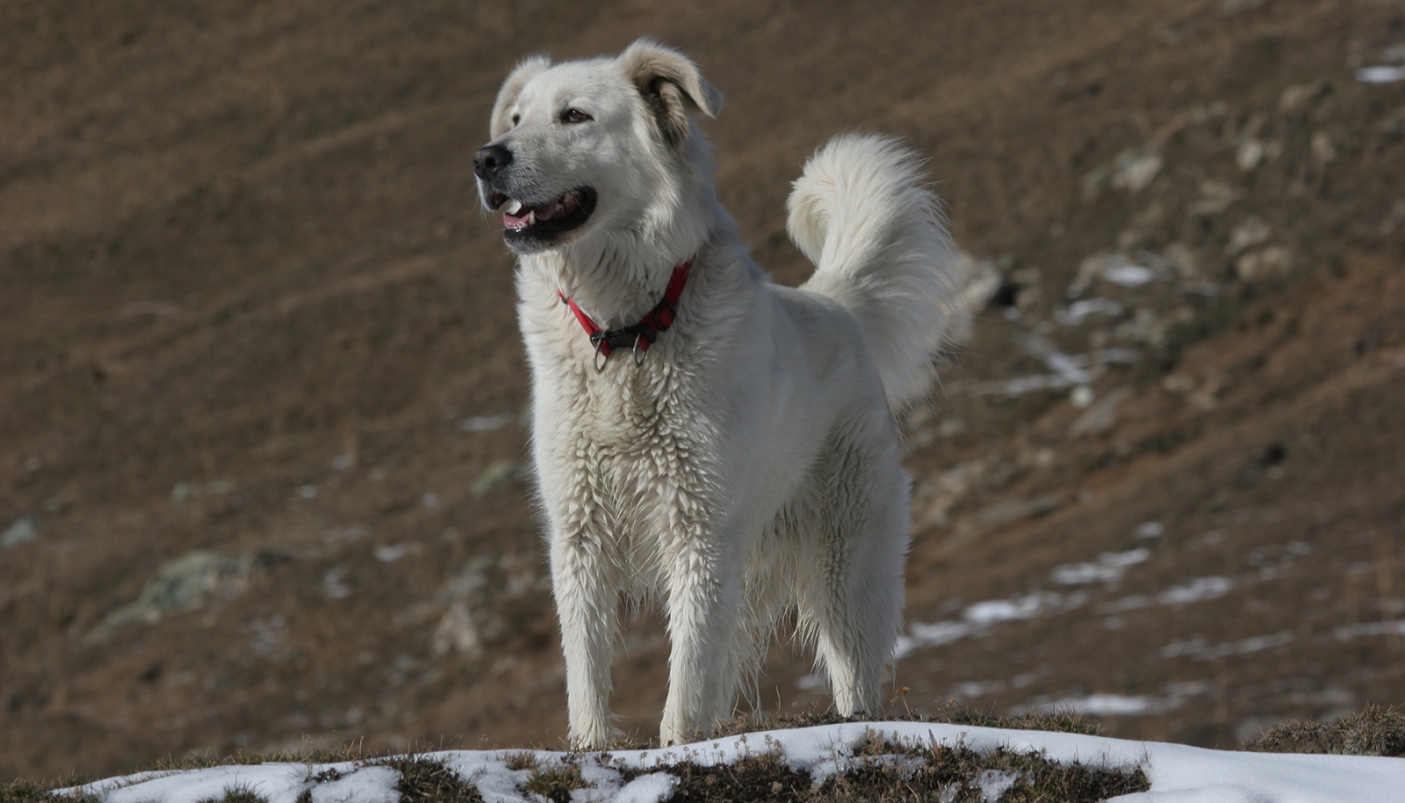 Crocchette gratis per i cani dei pastori che non sono ostili al lupo