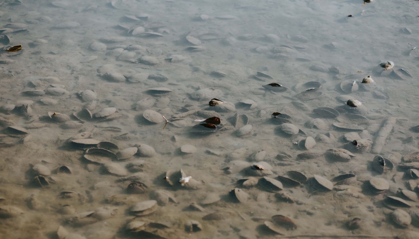 Mitili d'acqua dolce - Foto di D. Nesic da Pixnio  