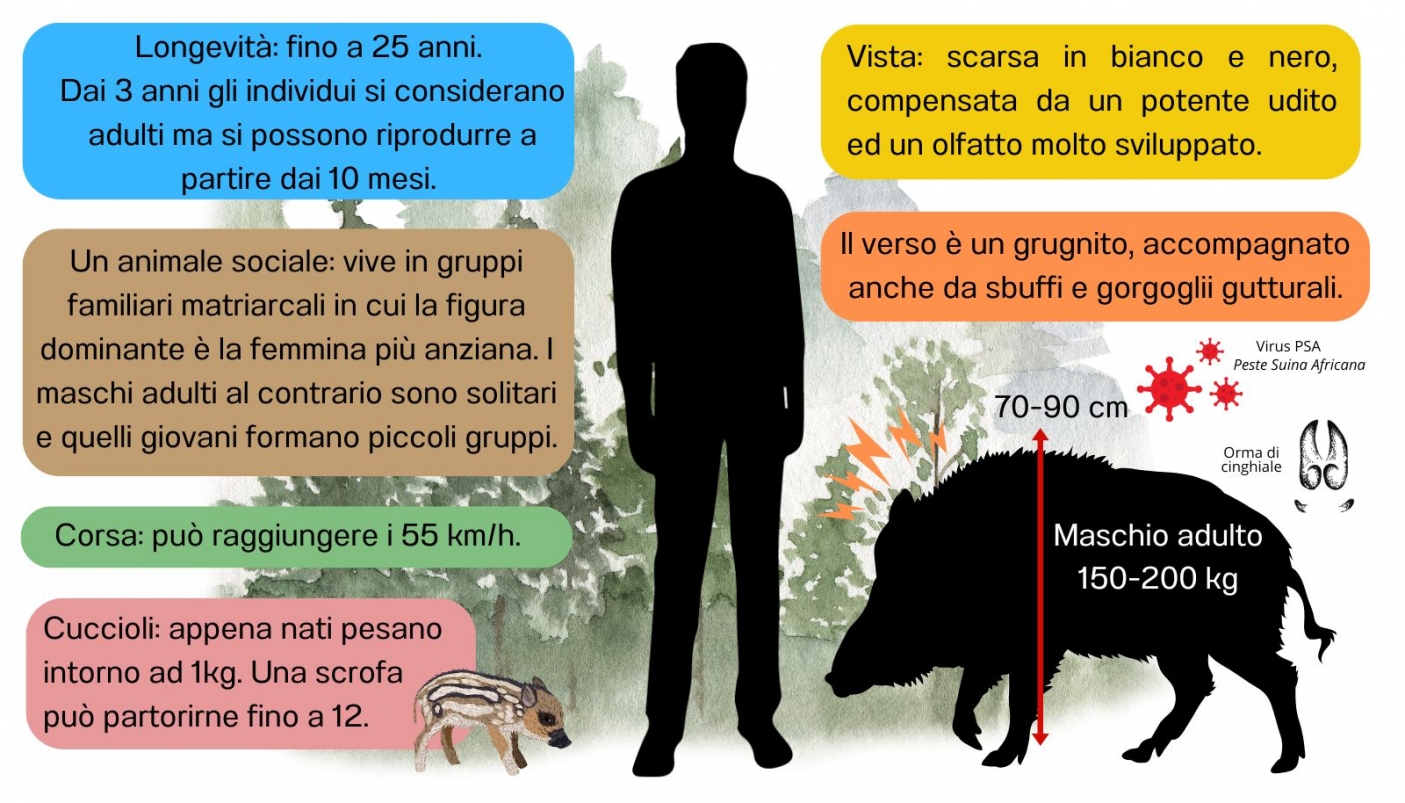 Infografica di A. Gado (EGAP Parchi Reali) 