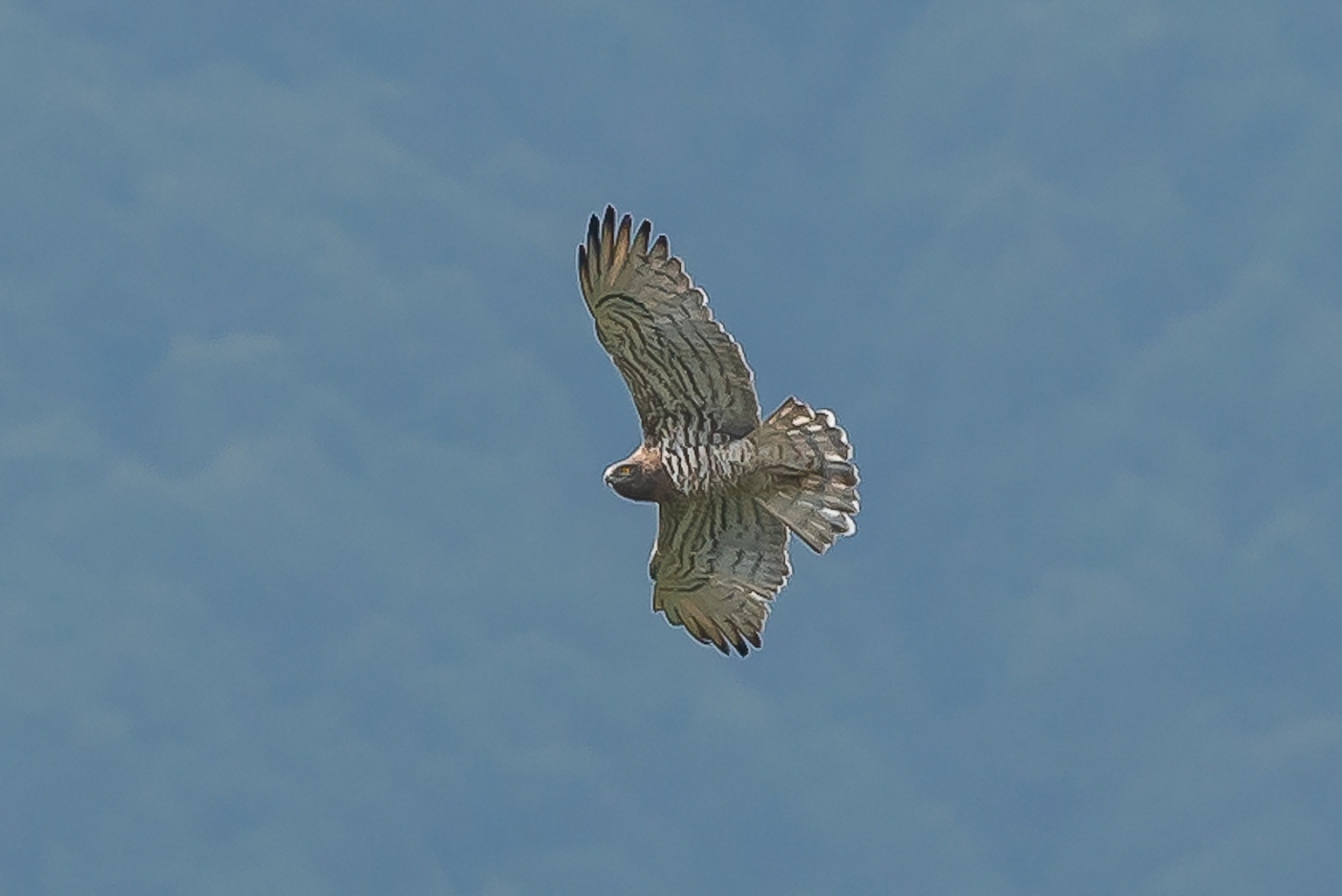 Biancone in volo - Foto F. Borgogno 