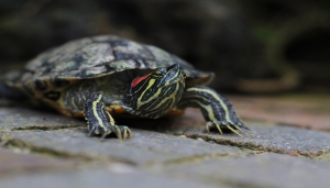 Trachemys scripta - 