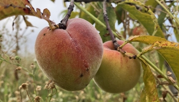 Foto C. Gromis di Trana 