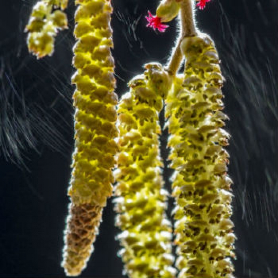 Scatti italiani al 'Wildlife Photographer of the Year'