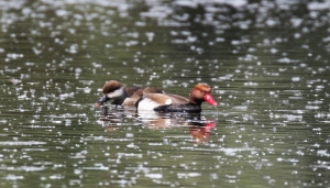 Coppia di Fistioni turchi