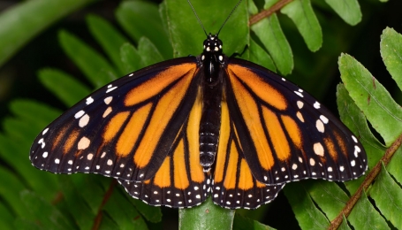 Danaus plexippus, Femmina adulta - Foto di P. Mazzei 