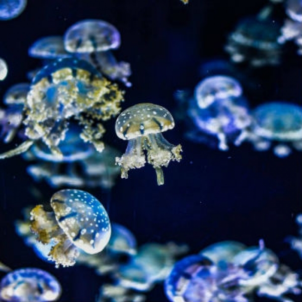 dida_prova1 credits_prova1